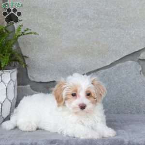 Ellis, Maltipoo Puppy
